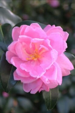 Sagamio Wabisuke Camellia - 3 Gallon Pot -Foxtail Plant Shop camellia sagamio wabisuki 1