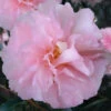 Cotton Candy Camellia Sasanqua - 6 Pack Of 1 Gallon Pots -Foxtail Plant Shop camellia sasanqua cotton candy 10