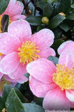 Maggie's Pink Camellia - 1 Gallon Pot -Foxtail Plant Shop camellia sasanqua maggies pink 3