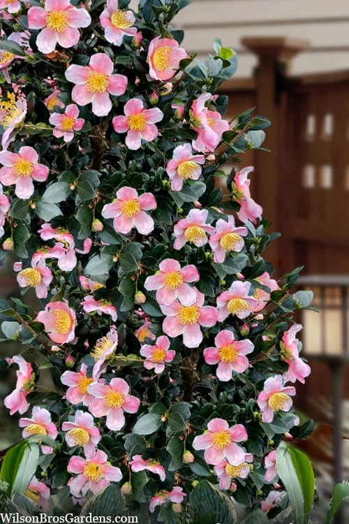 Maggie's Pink Camellia - 3 Gallon Pot 1 Maggie's Pink Camellia - 3 Gallon Pot