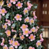 Maggie's Pink Camellia - 1 Gallon Pot -Foxtail Plant Shop camellia sasanqua maggies pink 7