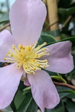 Maiden's Blush Camellia - 3 Gallon -Foxtail Plant Shop camellia sasanqua maiden blush 5