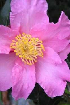 Marti Camellia - 3 Gallon Pot 7 Marti Camellia - 3 Gallon Pot -Foxtail Plant Shop camellia sasanqua marti 3