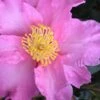 Marti Camellia - 3 Gallon Pot -Foxtail Plant Shop camellia sasanqua marti 4