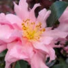 Pink Snow Camellia Sasanqua - 7 Gallon Pot (2-3') -Foxtail Plant Shop camellia sasanqua pink snow 101 1