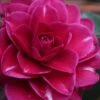 Purple Haze Camellia - 1 Gallon Pot -Foxtail Plant Shop camellia sasanqua purple haze 1