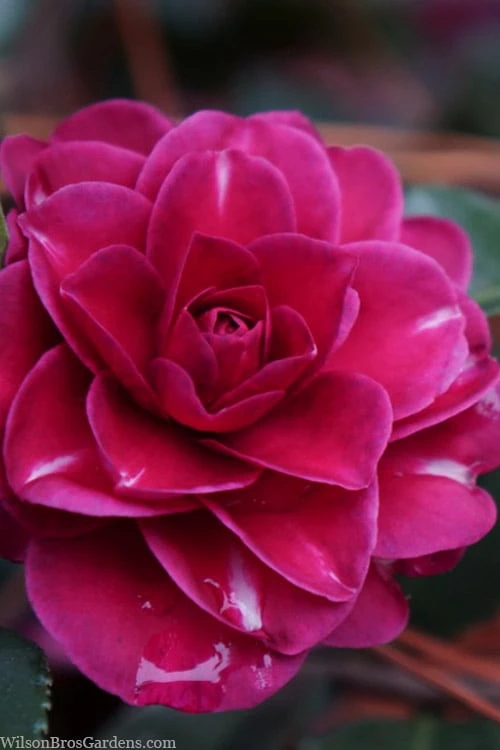Purple Haze Camellia- 3 Gallon Pot 1 Purple Haze Camellia- 3 Gallon Pot