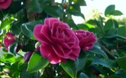 Purple Haze Camellia- 3 Gallon Pot 9 Purple Haze Camellia- 3 Gallon Pot -Foxtail Plant Shop camellia sasanqua purple haze 2 2