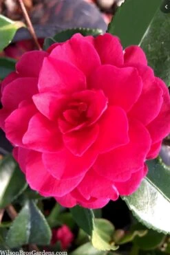 Purple Haze Camellia- 3 Gallon Pot 8 Purple Haze Camellia- 3 Gallon Pot -Foxtail Plant Shop camellia sasanqua purple haze 4 2