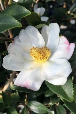 Survivor Cold Hardy White Camellia - 3 Gallon Pot -Foxtail Plant Shop camellia sasanqua sweet october 3