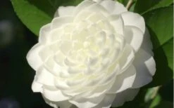 Sea Foam White Camellia Japonica - 3 Gallon Pot -Foxtail Plant Shop camellia sea foam 3