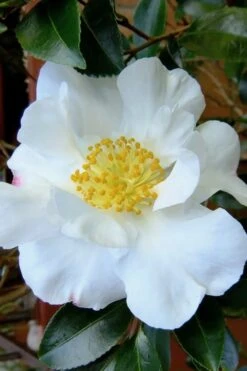 Setsugekka Fragrant Camellia Sasanqua - 7 Gallon Pot -Foxtail Plant Shop camellia setsugekka 3 2