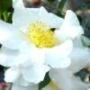 Setsugekka Fragrant Camellia Sasanqua - 3 Gallon Pot -Foxtail Plant Shop camellia setsugekka 4 1