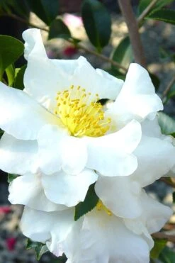 Setsugekka Fragrant Camellia Sasanqua - 2.5 Quart Pot