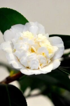 Shiro Karako White Camellia Rusticana - 3 Gallon Pot -Foxtail Plant Shop camellia shiro karako 1