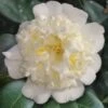 Shiro Karako White Camellia Rusticana - 3 Gallon Pot 11 Shiro Karako White Camellia Rusticana - 3 Gallon Pot -Foxtail Plant Shop camellia shiro karako 2