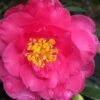 Shishi Gashira Dwarf Camellia Sasanqua - 6 Pack Of 1 Gallon Pots -Foxtail Plant Shop camellia shishi gashira 25 4