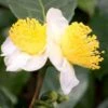 Small Leaf Tea Plant (Camellia Sinensis) - 3 Gallon Pot 12 Small Leaf Tea Plant (Camellia Sinensis) - 3 Gallon Pot -Foxtail Plant Shop camellia sinensis small leaf tea plant 20 1