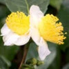 Small Leaf Tea Plant (Camellia Sinensis) - 1 Gallon Pot 8 Small Leaf Tea Plant (Camellia Sinensis) - 1 Gallon Pot -Foxtail Plant Shop camellia sinensis small leaf tea plant 20