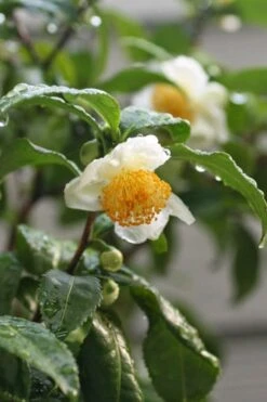 Small Leaf Tea Plant (Camellia Sinensis) - 3 Gallon Pot -Foxtail Plant Shop camellia sinensis small leaf tea plant 21 1