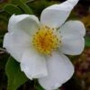 Survivor Cold Hardy White Camellia - 3 Gallon Pot -Foxtail Plant Shop camellia survivor 1
