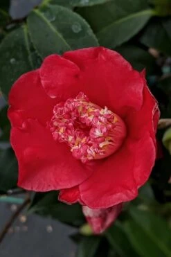 Tama Electra Camellia Japonica - 3 Gallon Pot -Foxtail Plant Shop camellia tama electra 10 1