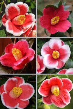 Tama No Ura Weeping Camellia Japonica - 1 Gallon Pot -Foxtail Plant Shop camellia tama no ura sports 1