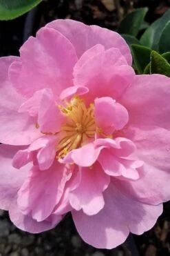 Taylors Perfection Pink Camellia Hybrid - 3 Gallon Pot -Foxtail Plant Shop camellia taylors perfection 5