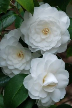 White By The Gate Camellia Japonica - 1 Gallon Pot 7 White By The Gate Camellia Japonica - 1 Gallon Pot -Foxtail Plant Shop camellia white by the gate 1 3