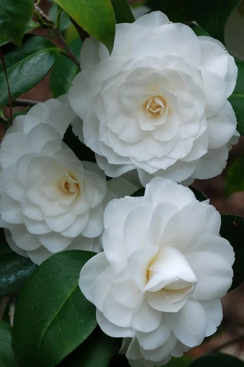 White By The Gate Camellia Japonica - 1 Gallon Pot 4 White By The Gate Camellia Japonica - 1 Gallon Pot - Image 4