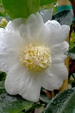 Winter's Snowman Camellia Hybrid - 7 Gallon Pot (3-4') -Foxtail Plant Shop camellia winters snowman 105