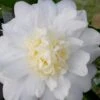 Winter's Snowman Camellia Hybrid - 7 Gallon Pot (2-3') -Foxtail Plant Shop camellia winters snowman 106 2