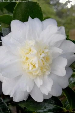 Winter's Snowman Camellia Hybrid - 1 Gallon Pot