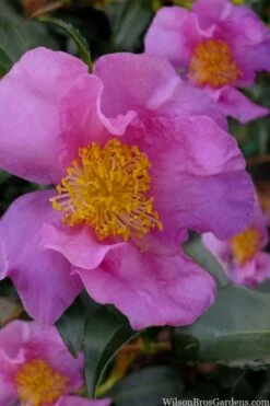 Winter's Star Cold Hardy Camellia - 3 Gallon Pot (SALE) 7 Winter's Star Cold Hardy Camellia - 3 Gallon Pot (SALE) -Foxtail Plant Shop camellia winters star 100