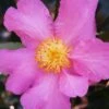 Winter's Star Cold Hardy Camellia - 3 Gallon Pot (SALE) -Foxtail Plant Shop camellia winters star 20