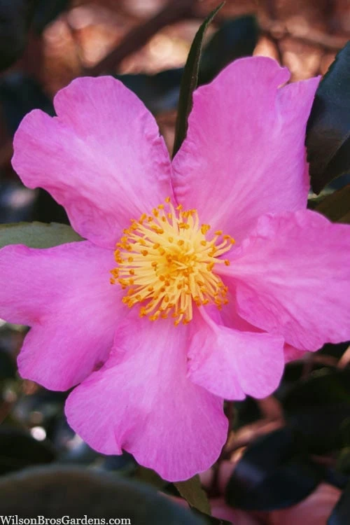 Winter's Star Cold Hardy Camellia - 3 Gallon Pot (SALE) 1 Winter's Star Cold Hardy Camellia - 3 Gallon Pot (SALE)