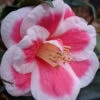 Christmas Candy Camellia - 3 Gallon Pot -Foxtail Plant Shop camellia x vernalis christmas candy 1g 1