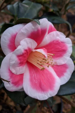 Christmas Candy Camellia - 1 Gallon Pot