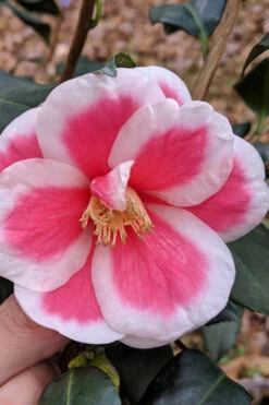 Christmas Candy Camellia - 1 Gallon Pot 7 Christmas Candy Camellia - 1 Gallon Pot -Foxtail Plant Shop camellia x vernalis christmas candy 2