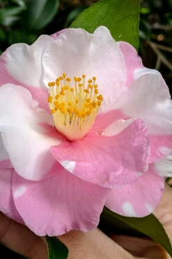 Shibori-Egao Camellia - 3 Gallon Pot -Foxtail Plant Shop camellia x vernalis shibori egao 100