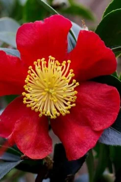 Yuletide Camellia Sasanqua - 3 Gallon Pot -Foxtail Plant Shop camellia yuletide best 3