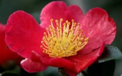 Yuletide Camellia Sasanqua - 1 Gallon Pot -Foxtail Plant Shop camellia yuletide flower closeup 2
