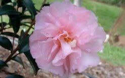 Cotton Candy Camellia Sasanqua - 6 Pack Of 1 Gallon Pots 9 Cotton Candy Camellia Sasanqua - 6 Pack Of 1 Gallon Pots -Foxtail Plant Shop camelliacottoncandy 4