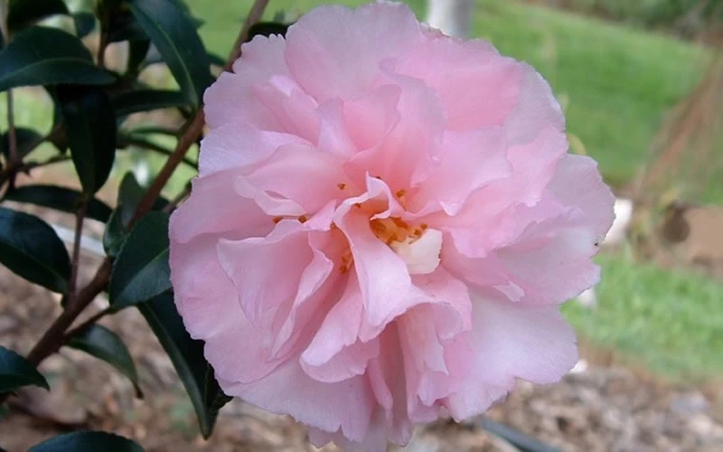 Cotton Candy Camellia Sasanqua - 6 Pack Of 1 Gallon Pots 5 Cotton Candy Camellia Sasanqua - 6 Pack Of 1 Gallon Pots - Image 5