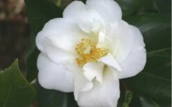White Empress Camellia Japonica - 1 Gallon Pot 7 White Empress Camellia Japonica - 1 Gallon Pot -Foxtail Plant Shop camelliawhiteempress 1
