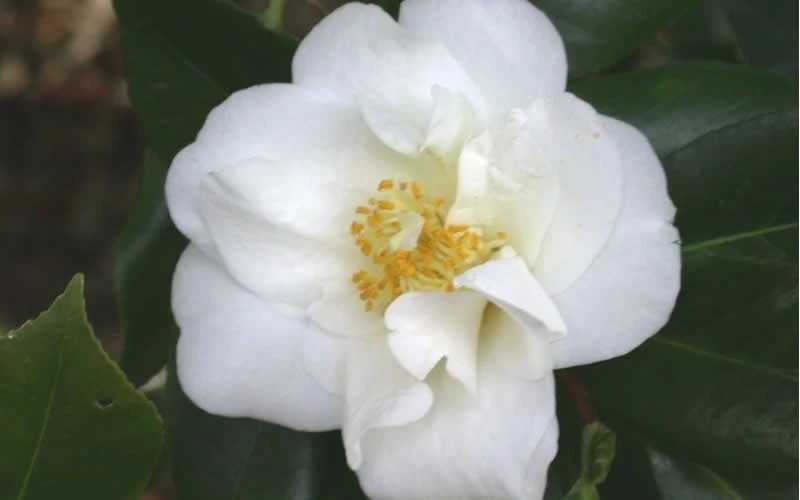 White Empress Camellia Japonica - 1 Gallon Pot 4 White Empress Camellia Japonica - 1 Gallon Pot - Image 4