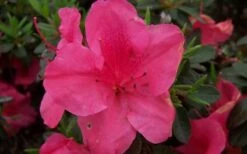 Autumn Carnival Encore Azalea - 1 Gallon Pot -Foxtail Plant Shop encore azalea autumn carnival 1