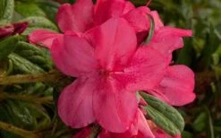 Autumn Jewel Encore Azalea - 2 Gallon Pot 7 Autumn Jewel Encore Azalea - 2 Gallon Pot -Foxtail Plant Shop encore azalea autumn jewel 1