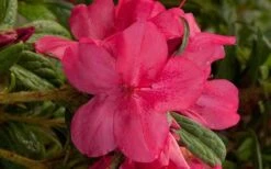 Autumn Jewel Encore Azalea - 1 Gallon Pot 7 Autumn Jewel Encore Azalea - 1 Gallon Pot -Foxtail Plant Shop encore azalea autumn jewel