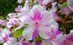 Autumn Twist Encore Azalea - 2 Gallon Pot -Foxtail Plant Shop encore azalea autumn twist 1